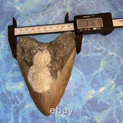 Megalodon Shark Tooth 5.35 Huge Teeth Meg Scuba Diver Direct Fossil Nc 9596