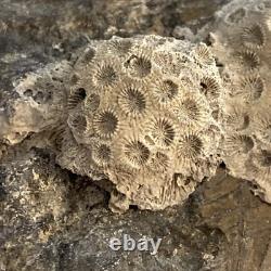 Megalodon Shark Tooth 5.35 Huge Teeth Meg Scuba Diver Direct Fossil Nc 9596