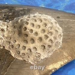 Megalodon Shark Tooth 5.35 Huge Teeth Meg Scuba Diver Direct Fossil Nc 9596