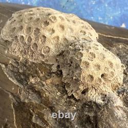 Megalodon Shark Tooth 5.35 Huge Teeth Meg Scuba Diver Direct Fossil Nc 9596