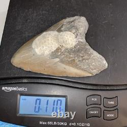 Megalodon Shark Tooth 5.35 Huge Teeth Meg Scuba Diver Direct Fossil Nc 9596