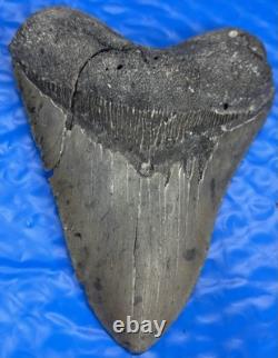 Megalodon Shark Tooth 5.35 Huge Teeth Scuba Diver Direct Fossil
