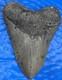 Megalodon Shark Tooth 5.35 Huge Teeth Scuba Diver Direct Fossil