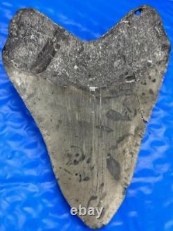 Megalodon Shark Tooth 5.35 Huge Teeth Scuba Diver Direct Fossil