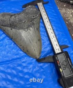 Megalodon Shark Tooth 5.35 Huge Teeth Scuba Diver Direct Fossil