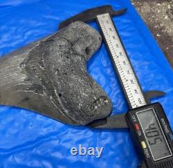 Megalodon Shark Tooth 5.35 Huge Teeth Scuba Diver Direct Fossil
