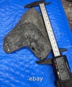 Megalodon Shark Tooth 5.35 Huge Teeth Scuba Diver Direct Fossil