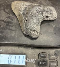 Megalodon Shark Tooth 5.35 Huge Teeth Scuba Diver Direct Fossil