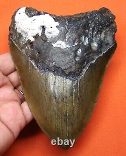 Megalodon Shark Tooth 5.35 Real Foosil Enormous Shark Teeth Megladone