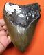 Megalodon Shark Tooth 5.35 Real Foosil Enormous Shark Teeth Megladone