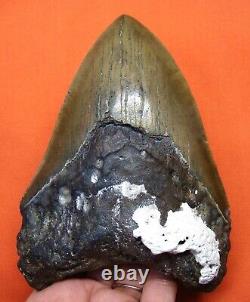 Megalodon Shark Tooth 5.35 Real Foosil Enormous Shark Teeth Megladone