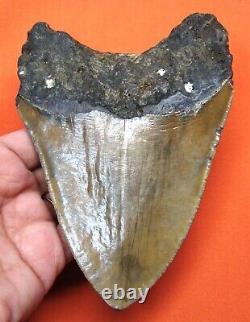 Megalodon Shark Tooth 5.35 Real Foosil Enormous Shark Teeth Megladone