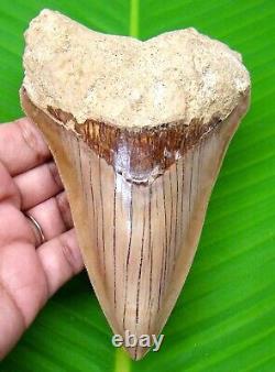 Megalodon Shark Tooth 5.35- Shark Teeth Real Fossil Megladone