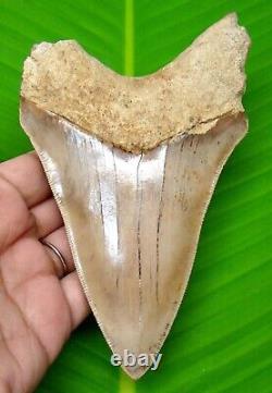 Megalodon Shark Tooth 5.35- Shark Teeth Real Fossil Megladone