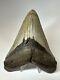 Megalodon Shark Tooth 5.36 Amazing Real Fossil Natural 17174