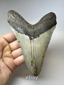 Megalodon Shark Tooth 5.36 Amazing Real Fossil Natural 17174