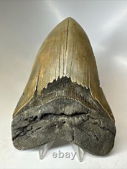 Megalodon Shark Tooth 5.36 Beautiful Serrated Fossil Authentic 16535