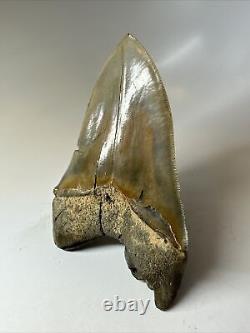 Megalodon Shark Tooth 5.36 Beautiful Serrated Fossil Authentic 16535
