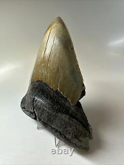 Megalodon Shark Tooth 5.36 Big Colorful Fossil Natural 16110