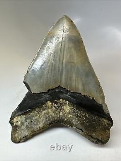 Megalodon Shark Tooth 5.36 Big Colorful Fossil Natural 16110