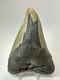 Megalodon Shark Tooth 5.36 Inch Pathological Unique Fossil Authentic 18475
