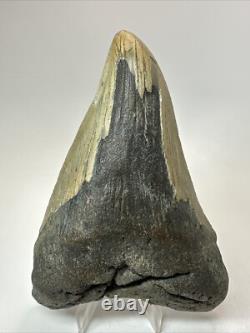 Megalodon Shark Tooth 5.36 inch Pathological Unique Fossil Authentic 18475