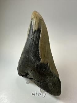 Megalodon Shark Tooth 5.36 inch Pathological Unique Fossil Authentic 18475