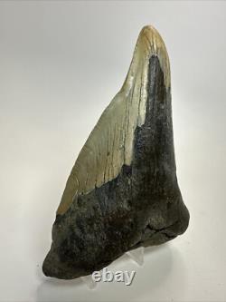 Megalodon Shark Tooth 5.36 inch Pathological Unique Fossil Authentic 18475