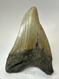 Megalodon Shark Tooth 5.36 inch Pathological Unique Fossil Authentic 18475