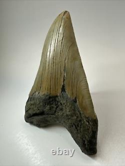 Megalodon Shark Tooth 5.36 inch Pathological Unique Fossil Authentic 18475