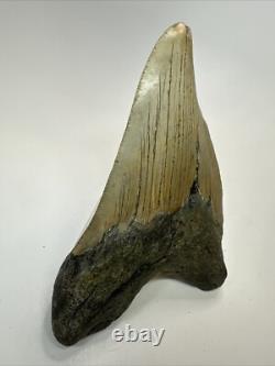 Megalodon Shark Tooth 5.36 inch Pathological Unique Fossil Authentic 18475