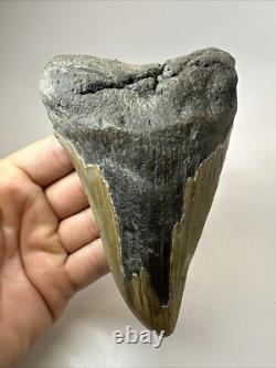 Megalodon Shark Tooth 5.36 inch Pathological Unique Fossil Authentic 18475