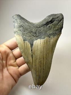 Megalodon Shark Tooth 5.36 inch Pathological Unique Fossil Authentic 18475