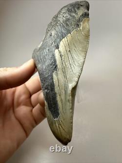 Megalodon Shark Tooth 5.36 inch Pathological Unique Fossil Authentic 18475