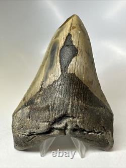 Megalodon Shark Tooth 5.36 inch Unique Thick Lower Authentic Fossil 16237