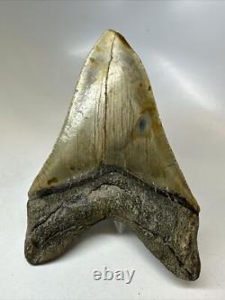 Megalodon Shark Tooth 5.36 inch Unique Thick Lower Authentic Fossil 16237