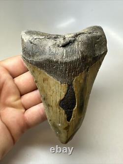 Megalodon Shark Tooth 5.36 inch Unique Thick Lower Authentic Fossil 16237