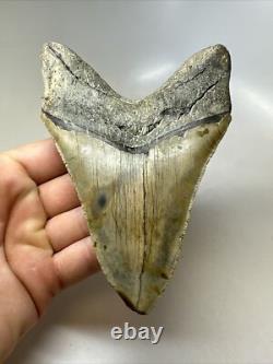 Megalodon Shark Tooth 5.36 inch Unique Thick Lower Authentic Fossil 16237