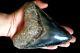 Megalodon Shark Tooth 5,36'' X 4,4'' Huge Widest Upper Indo Deep Blue Colour