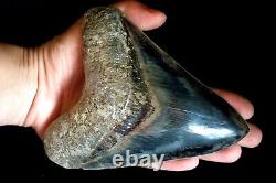 Megalodon Shark Tooth 5,36'' x 4,4'' Huge Widest Upper Indo Deep Blue Colour