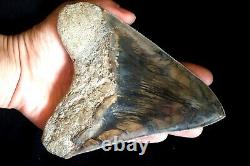 Megalodon Shark Tooth 5,36'' x 4,4'' Huge Widest Upper Indo Deep Blue Colour