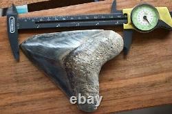 Megalodon Shark Tooth 5,36'' x 4,4'' Huge Widest Upper Indo Deep Blue Colour