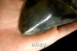 Megalodon Shark Tooth 5,36'' x 4,4'' Huge Widest Upper Indo Deep Blue Colour