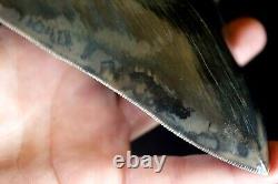 Megalodon Shark Tooth 5,36'' x 4,4'' Huge Widest Upper Indo Deep Blue Colour