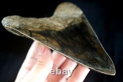 Megalodon Shark Tooth 5,36'' x 4,4'' Huge Widest Upper Indo Deep Blue Colour