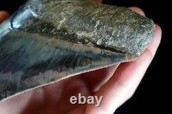 Megalodon Shark Tooth 5,36'' x 4,4'' Huge Widest Upper Indo Deep Blue Colour