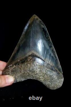 Megalodon Shark Tooth 5,36'' x 4,4'' Huge Widest Upper Indo Deep Blue Colour