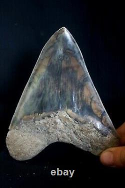 Megalodon Shark Tooth 5,36'' x 4,4'' Huge Widest Upper Indo Deep Blue Colour