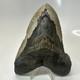 Megalodon Shark Tooth 5.37 Inch Massive Authentic Fossil Carolina 20641
