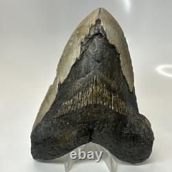 Megalodon Shark Tooth 5.37 Inch Massive Authentic Fossil Carolina 20641